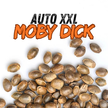 🌱 Moby Dick XXL Automática TESTER